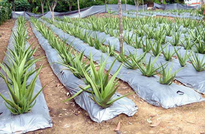 Lidah Buaya Gunung Kidul